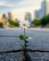 Daisy flower on a wooden road background