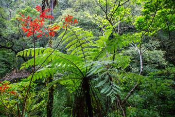 奄美大島の自然、世界自然遺産の森