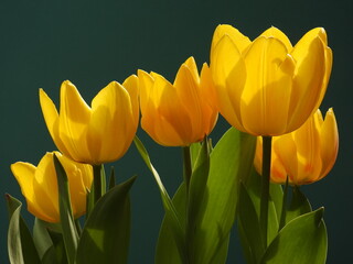 Leuchtendgelbe Tulpen sorgen f&uuml;r heitere Stimmung