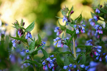 Natural floral background. Blooming comfrey (Symphytum asperum) in the wild. Shallow depth of field, selective focus..