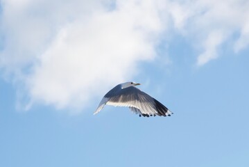 White bird flying in the heavenly blue sky