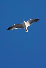 White bird flying in the heavenly blue sky
