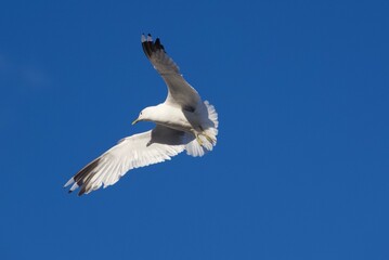 White bird flying in the heavenly blue sky