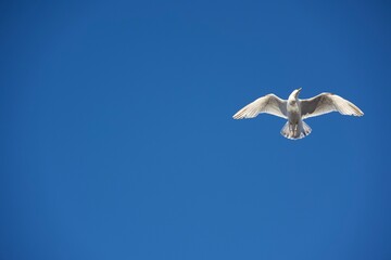 White bird flying in the heavenly blue sky
