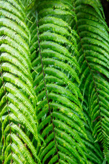 奄美大島の自然、世界自然遺産の森