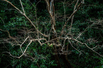 奄美大島の自然、世界自然遺産の森