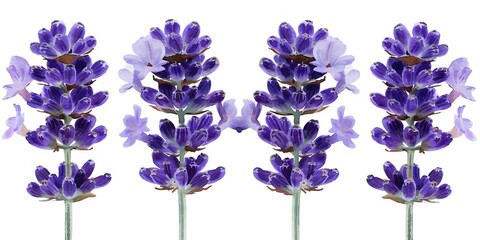 Naklejka premium Set of purple lavender flowers watercolor isolated on white background. Vector illustration 