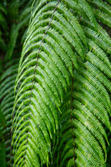 奄美大島の自然、世界自然遺産の森