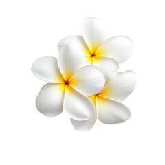 beautiful arrangement of white plumeria flowers with yellow centers, showcasing their delicate petals and vibrant colors. Perfect for adding touch of nature elegance