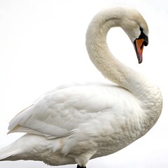 Fototapeta premium Elegant swan in a side view, its long neck and soft white feathers highlighted against a simple white backdrop, portraying calm and sophistication