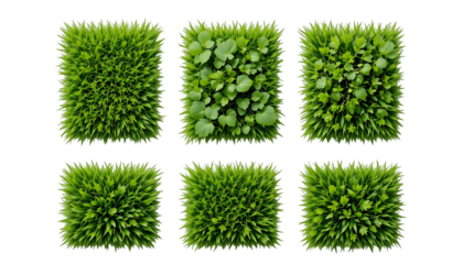 Collection of Patch of fresh green lawn grass isolated on png