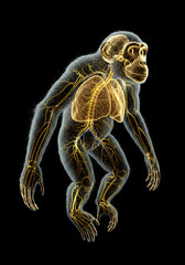 Anatomy. Monkey Lung. X-ray. Science.