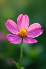 Wildflower close-up, soft focus, delicate petals, pastel, bloom