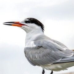 tern perched on a surface, with sharp features and intricate feather patterns, highlighted by a minimal white backdrop