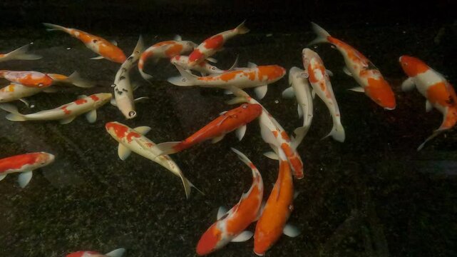 Colorful Koi fishes swim in dark background pond