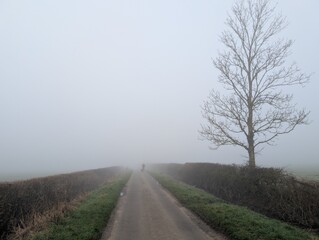 Fototapeta premium Country road. Fog. English morning.