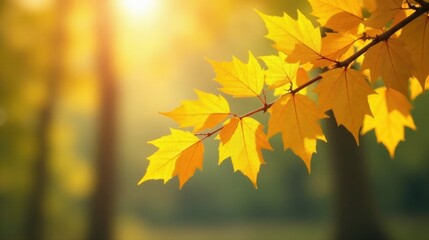 Fototapeta premium Golden autumn leaves backlit by the sun's radiant glow, showcasing the vibrant hues of fall foliage on a tranquil branch