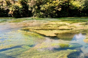 Plants Drifting in the Blue Spring - Te Waihou Walkway Scenic Nature