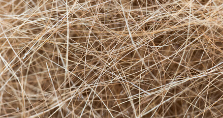 Close up of cut human greasy hairs, hair care and health background