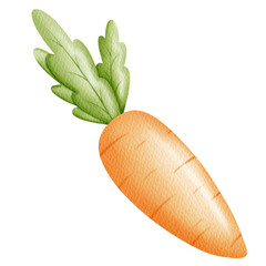 Watercolor Cute carrot.