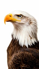 Obraz premium Bald Eagle Portrait Profile Bird of Prey Wildlife Nature American Symbol Majestic Freedom Fauna Avian
