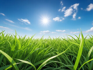 Fototapeta premium green grass and blue sky