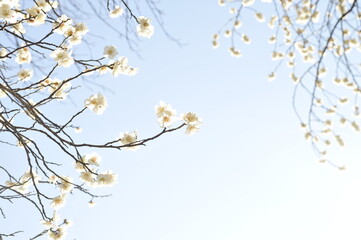 白色の花　梅の花