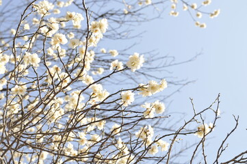 白色の花