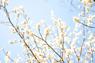 白色の花
