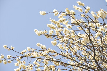 花, 梅, 白梅, 春, 青空, 庭木, 梅の花, 全盛期, 木, 花, 自然, 白, つぼみ, 植物, 庭, 美しさ