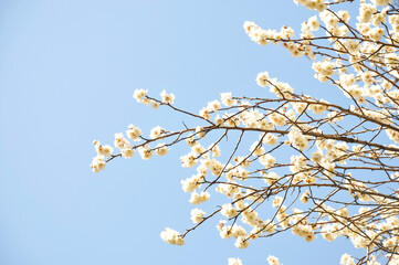 花, 梅, 白梅, 春, 青空, 庭木, 梅の花, 全盛期, 木, 花, 自然, 白, つぼみ, 植物, 庭, 美しさ