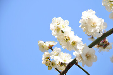 梅の白い花
