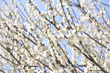 白色の花　梅の花