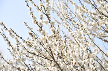白色の花　梅の花