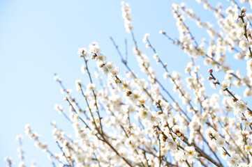 白色の花　梅の花