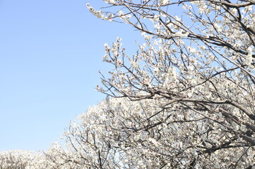 白色の花　梅の花