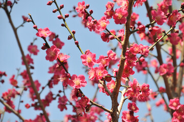梅の花