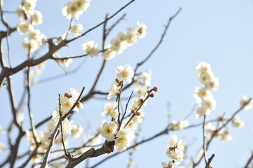 白梅の花