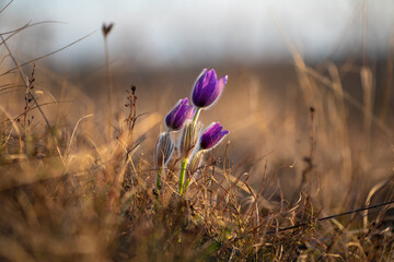 Beginning of spring in nature. The first flowers are sprouting from the ground. Pasque flowers photographed in landscape format
