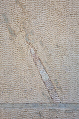Limestone surface revealing a fossilized shell of an ancient straight-shelled cephalopod from the Ordovician era. A well-preserved marine invertebrate embedded in the rough, textured stone