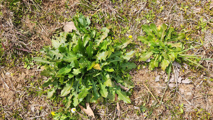Basal leaves of the smooth cat's ear in Mediterranean coastal nature at the begining of March