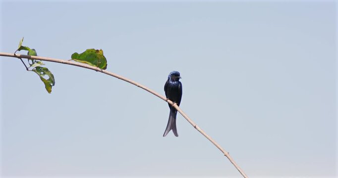 Lesser rackettailed drongo (Dicrurus remifer) on a branch against a clear blue sky, elongated tail feathers elegantly trailing behind. Birdwatching, avian research, and biodiversity awareness.