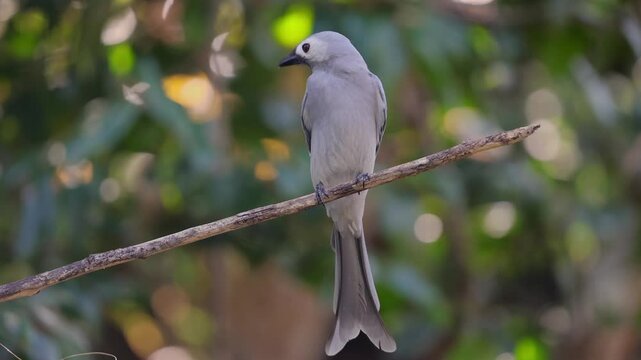 Elegant Ashy Drongo (Dicrurus leucophaeus) perches on a branch, its sleek grey feathers and forked tail elegantly framed by the lush forest of Kaeng Krachan National Park.