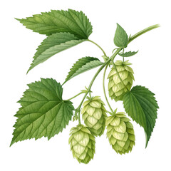 transparent background Hops Plant: Leaves & Cones Image