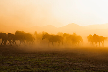 Fototapeta premium Sunset and wild horses