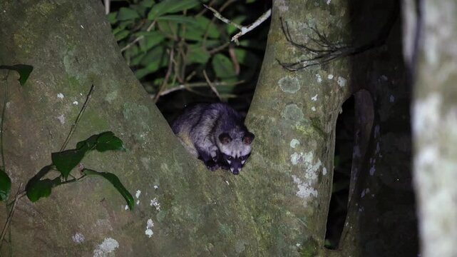 Asian palm civet in tree trunk, glowing eyes piercing the dark, dense forest of Thailand Kaeng Krachan National Park under moonlight.