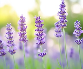 Fototapeta premium A field of lavender in full bloom, with purple flowers and green leaves. In the background, the grass or other plants are blurred. There's an orange bee on one flowes