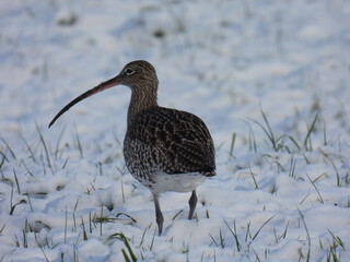 Ein gro&szlig;er Brachvogel stapft  in der Bodenseeregion durch den Schnee und sucht nach Nahrung