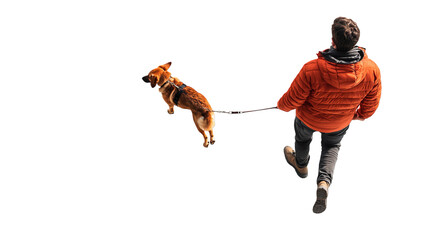 High angle view of a man walking his dog on a leash seen from above. Perfect for lifestyle pet and outdoor themes  on isolated transparent background