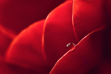 Sensual macro image, a drop of water frozen on a red rose petal. The photo is the embodiment of...